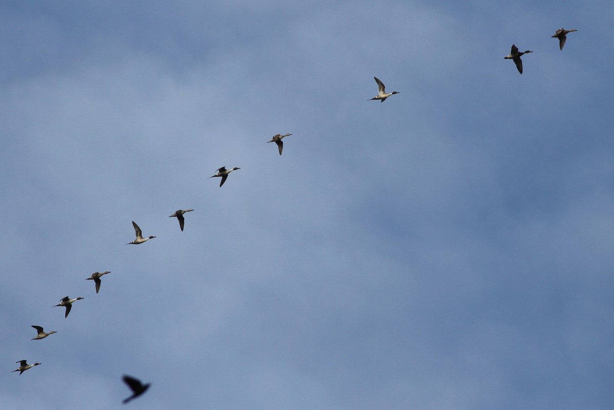 Northern Pintail - David Wheeler