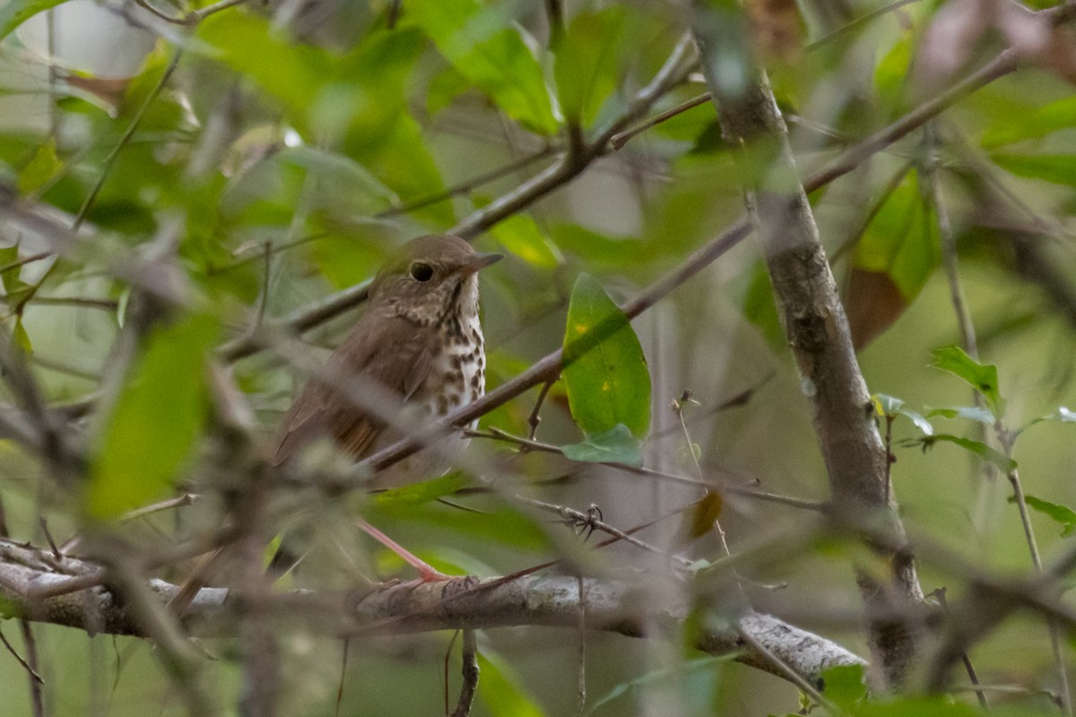 Hermit Thrush - ML408208251