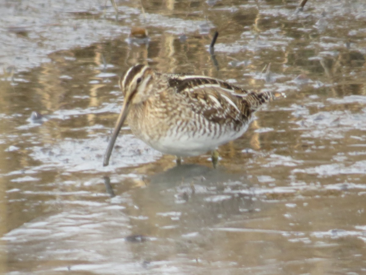 Wilson's Snipe - ML408209081