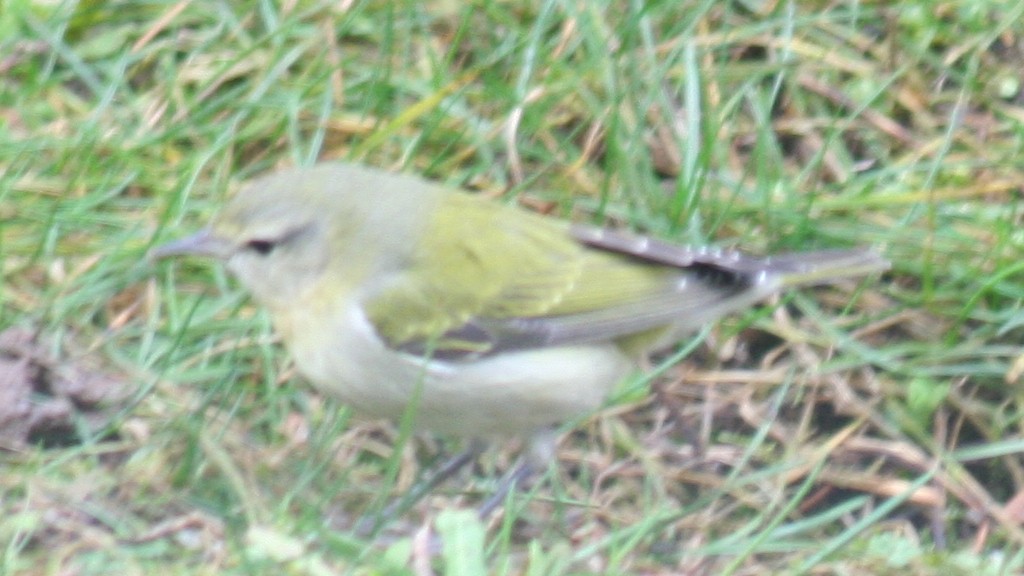 Tennessee Warbler - ML408209381