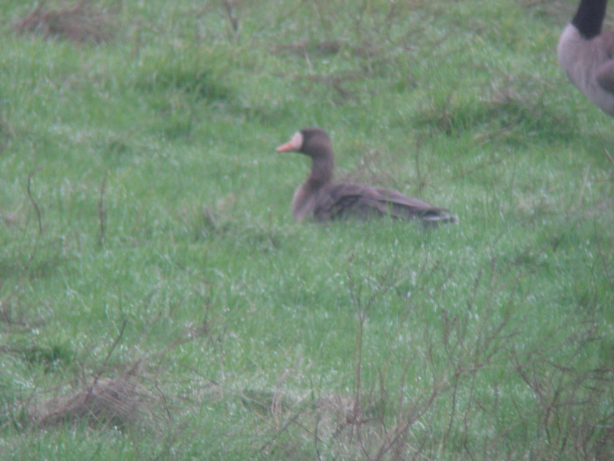 Greater White-fronted Goose - ML40821241