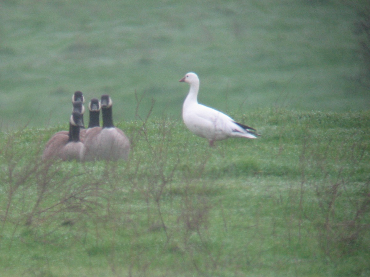 Snow Goose - ML40821261