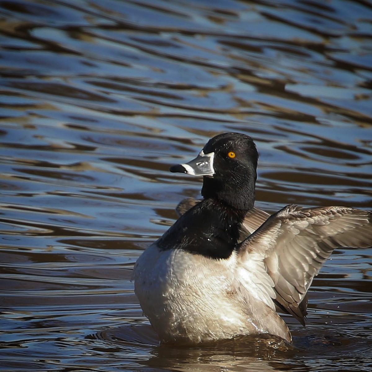 Ring-necked Duck - Anthony V. Ciancimino