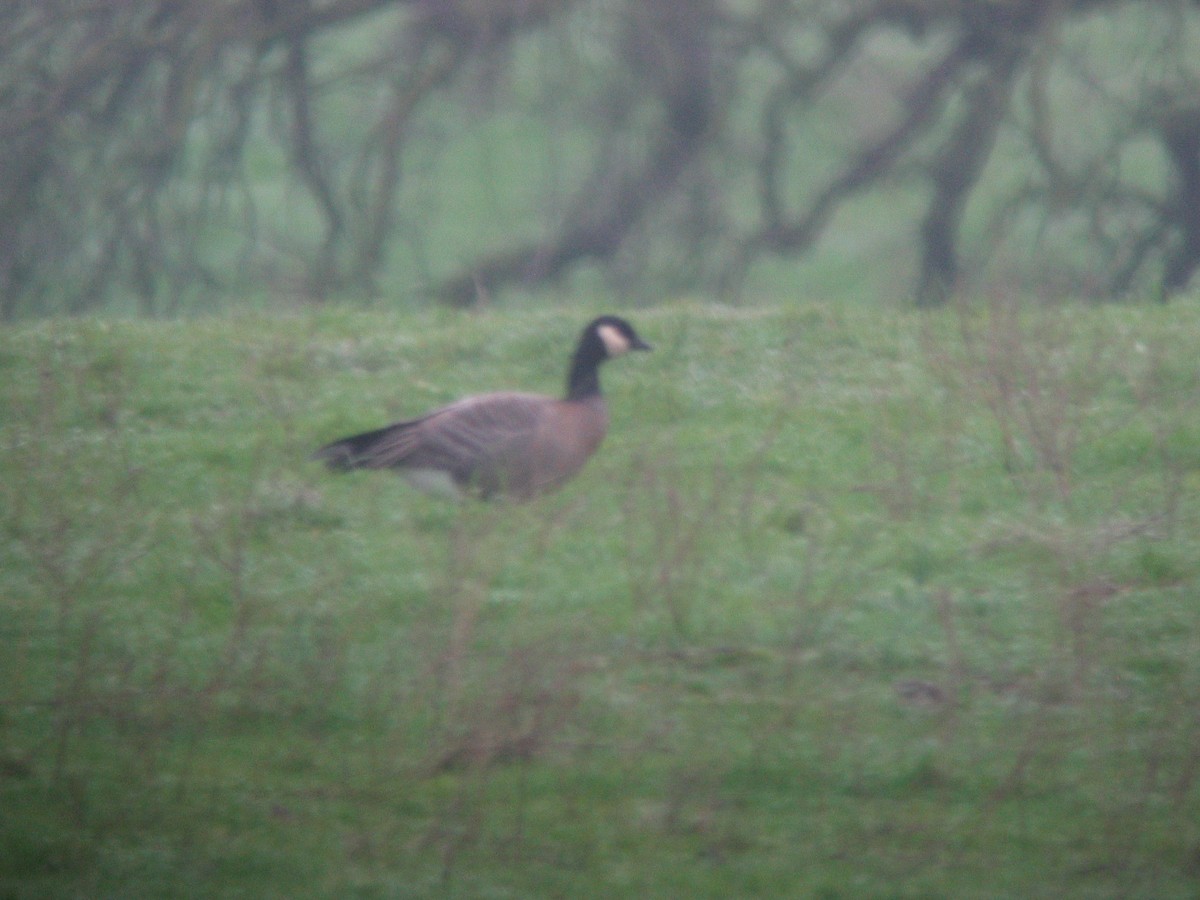 Cackling Goose (minima) - ML40821331