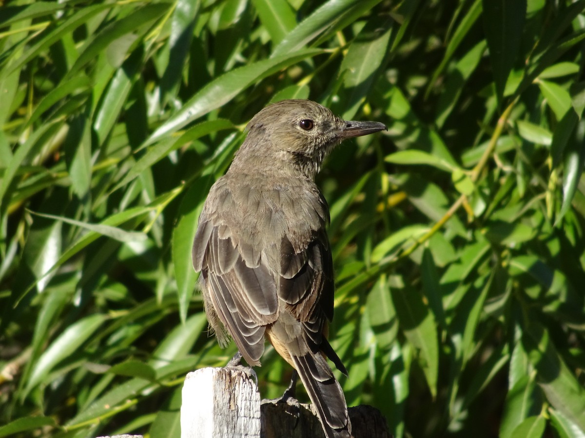 Great Shrike-Tyrant - ML408213421