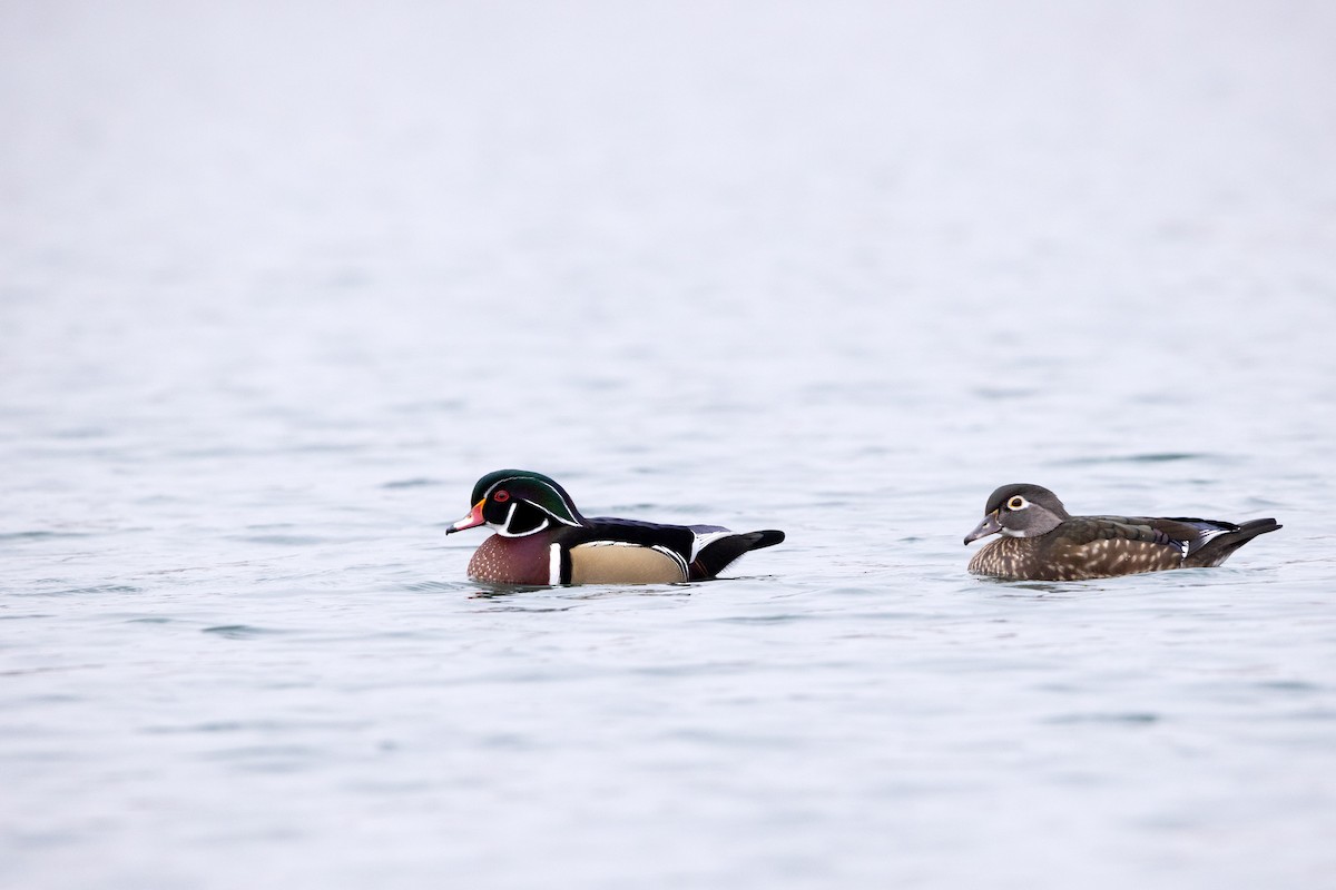 Wood Duck - ML408213951