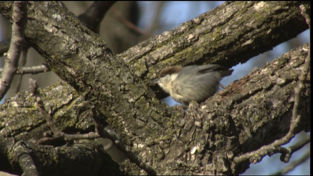 Brown-headed Nuthatch - ML408214