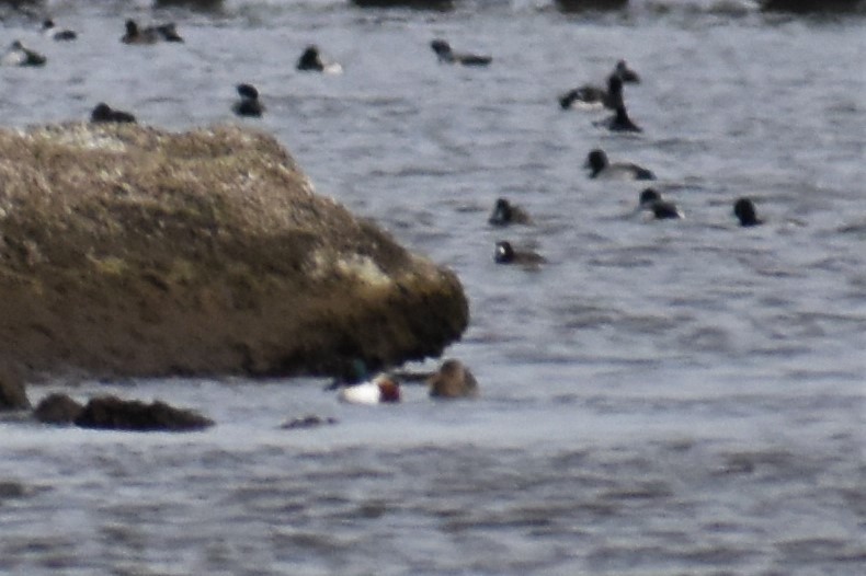 Northern Shoveler - ML408216331