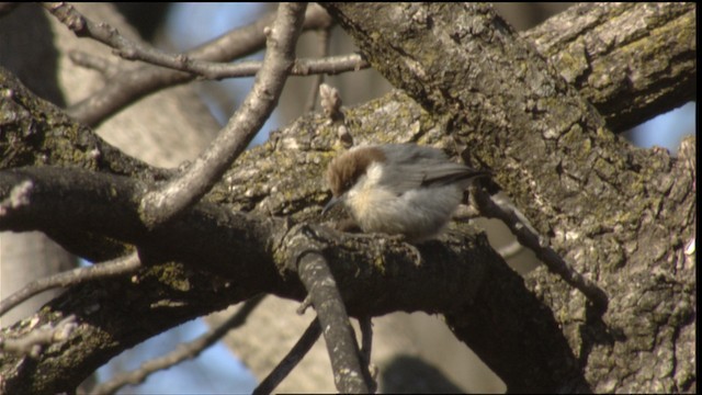 Brown-headed Nuthatch - ML408217