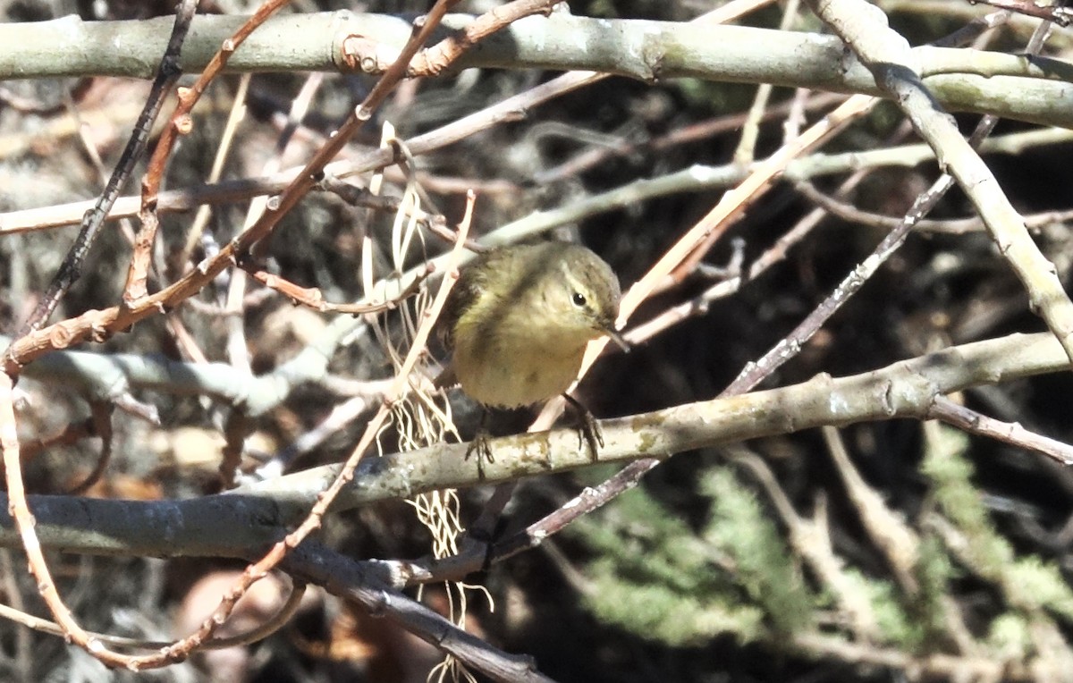 Canary Islands Chiffchaff - ML408217411
