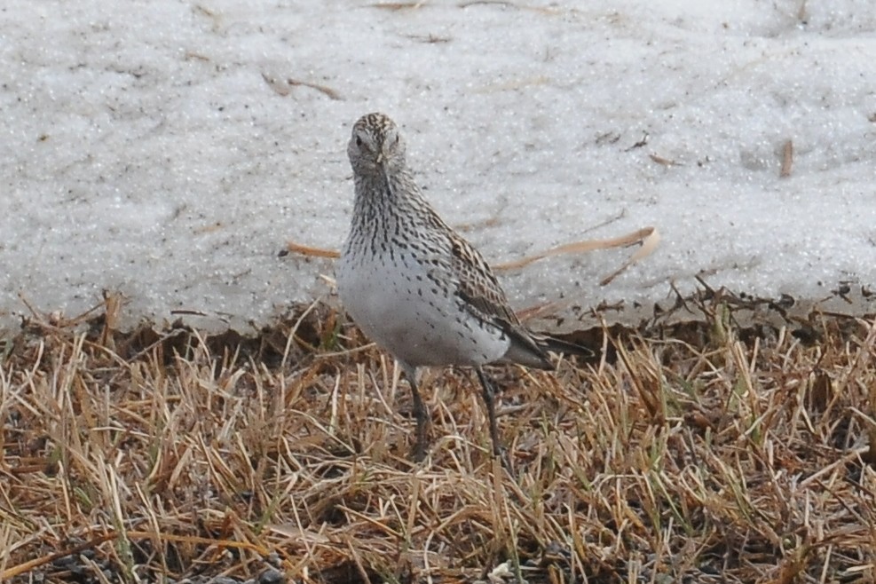 White-rumped Sandpiper - ML40822111