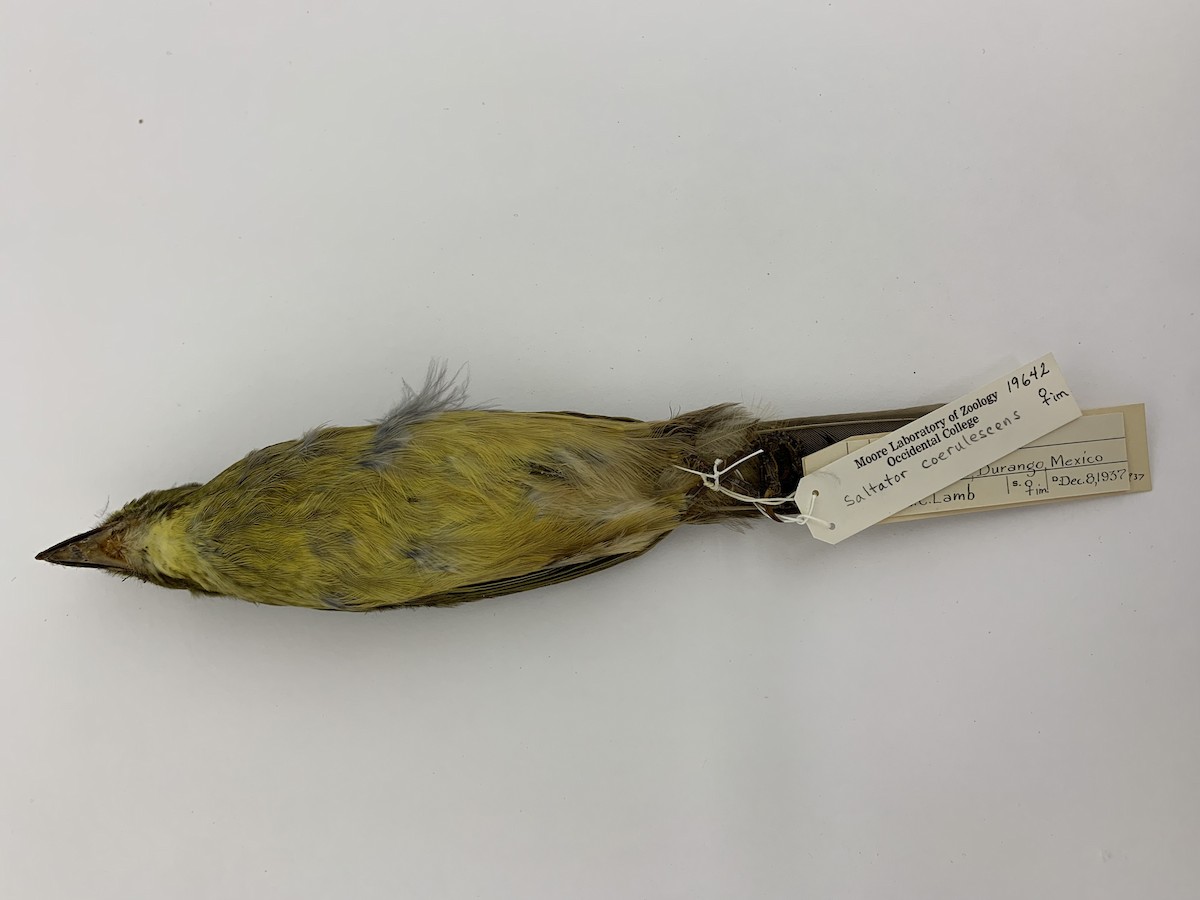 Cinnamon-bellied Saltator - ML408222031