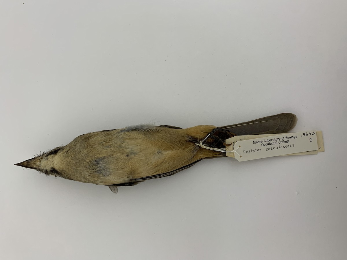 Cinnamon-bellied Saltator - ML408223201