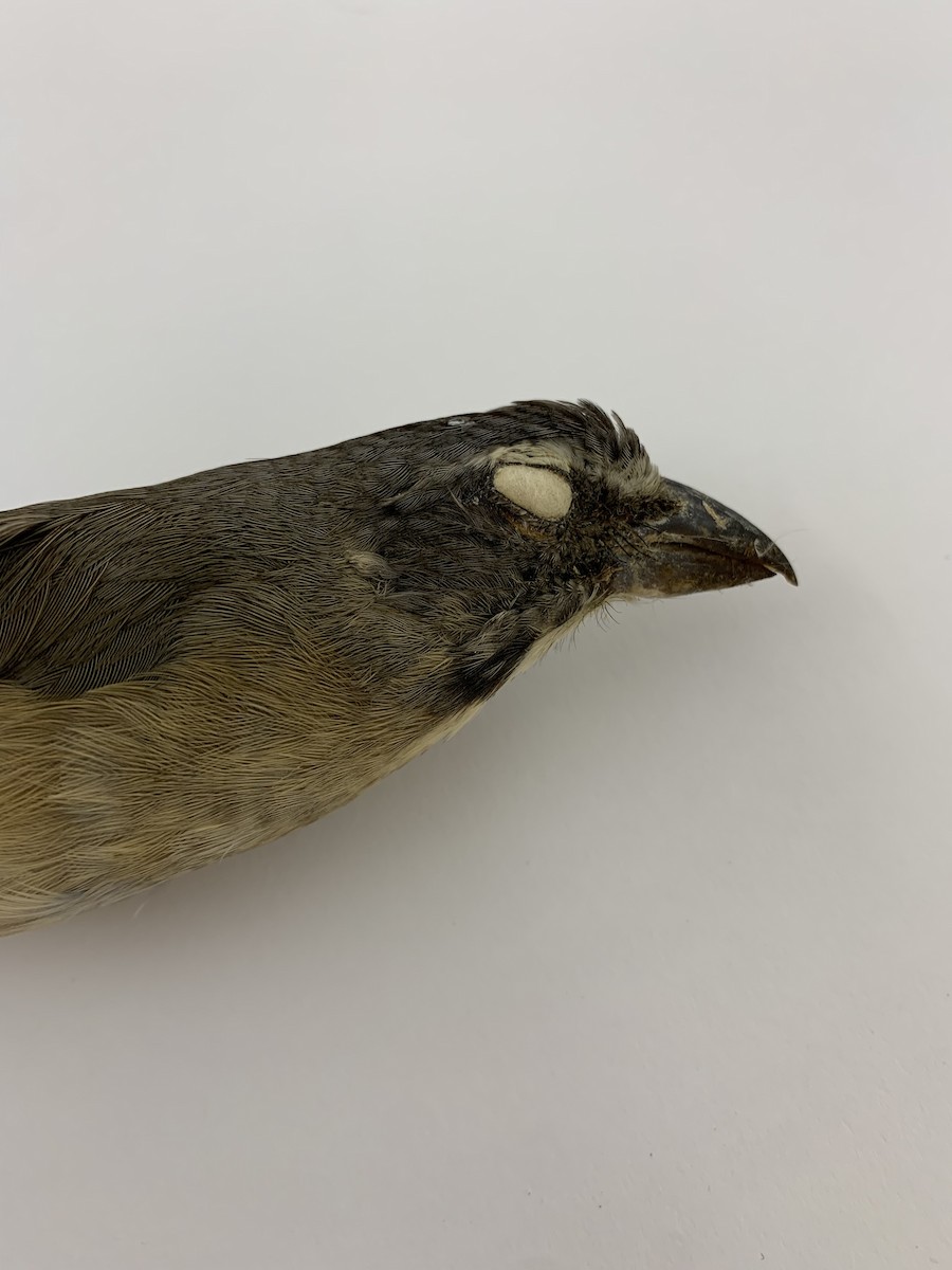 Cinnamon-bellied Saltator - ML408223211