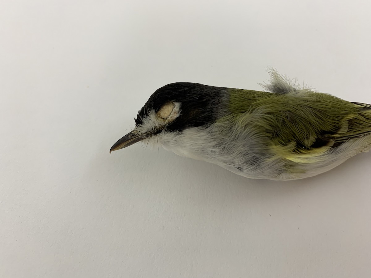 Black-capped Vireo - ML408223591