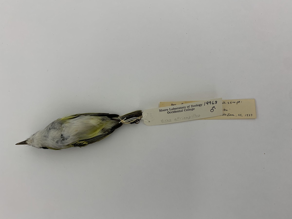 Black-capped Vireo - ML408223611