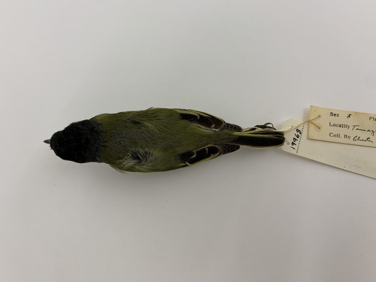 Black-capped Vireo - ML408223621