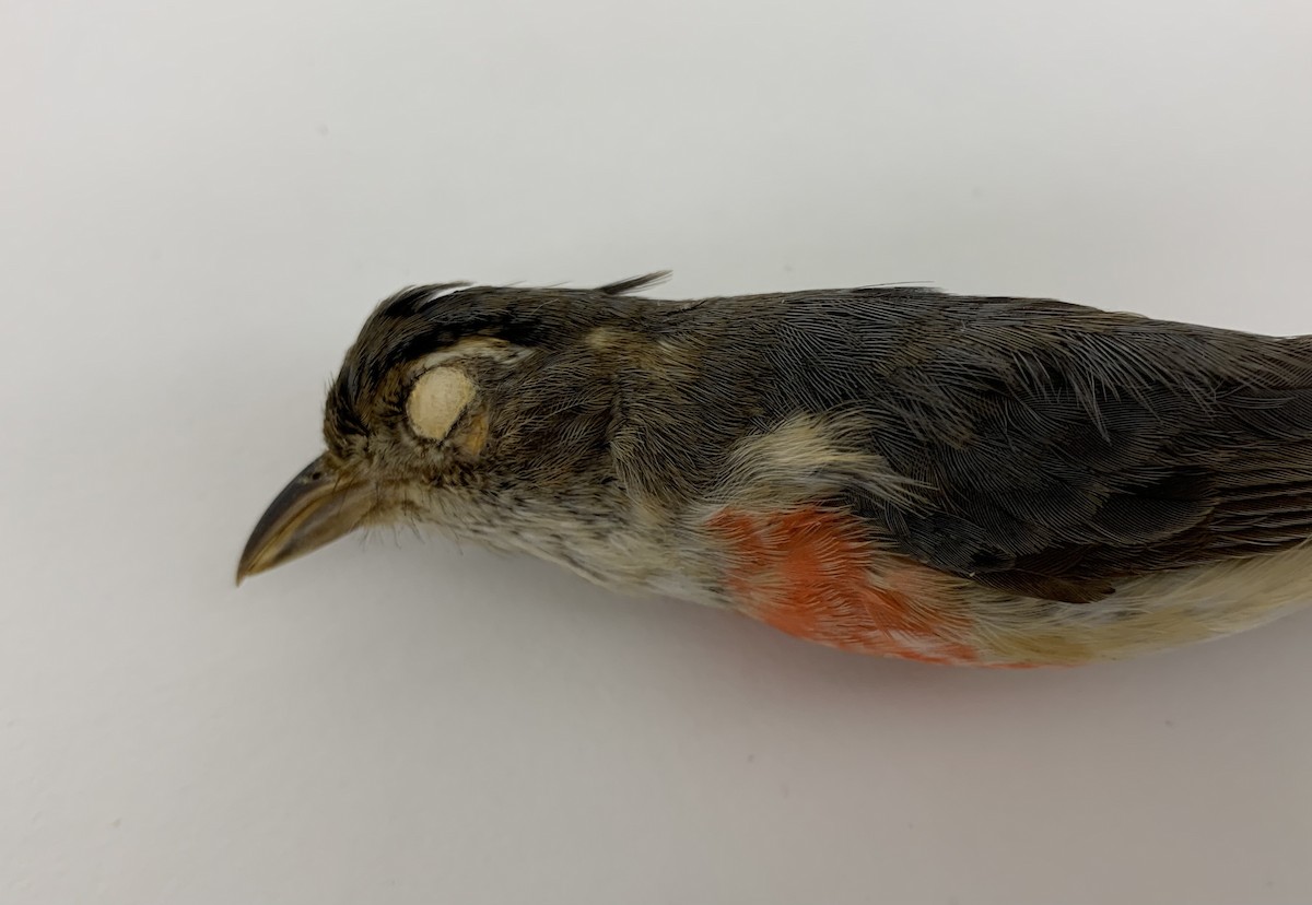 Red-breasted Chat - ML408224181