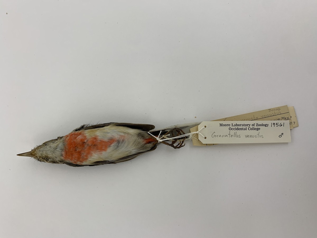 Red-breasted Chat - ML408224191