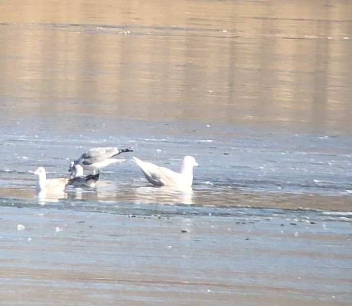 Glaucous Gull - ML408224361