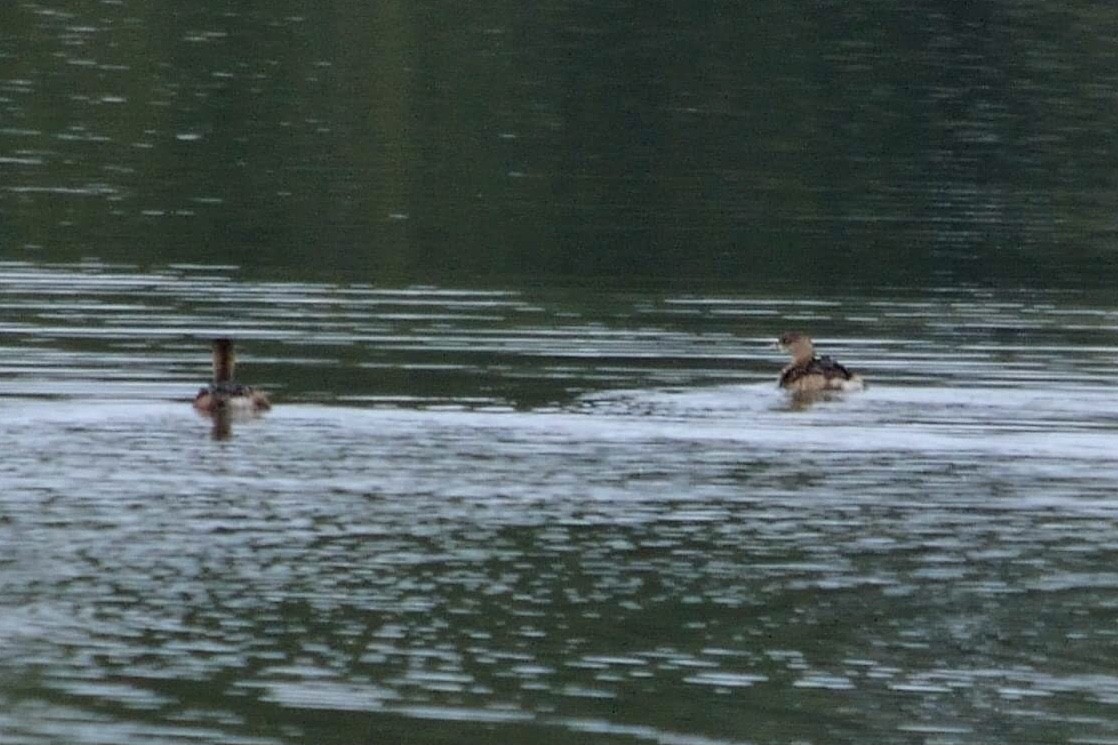 Pied-billed Grebe - ML408224811