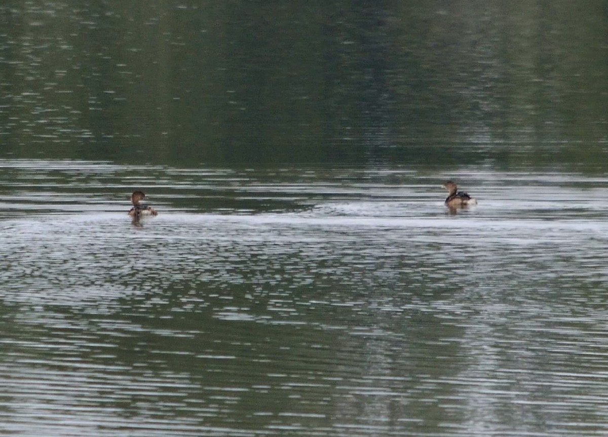 Pied-billed Grebe - ML408224831