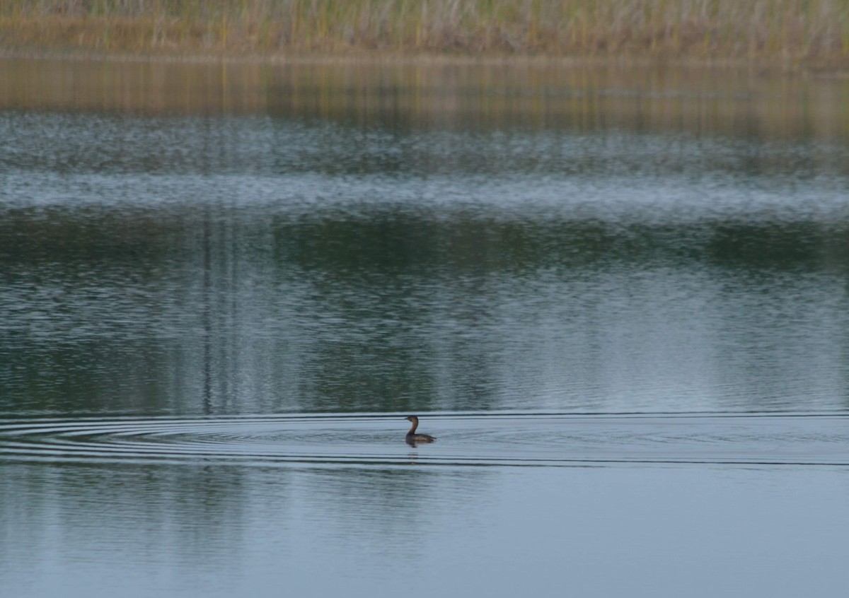 Pied-billed Grebe - ML408224841