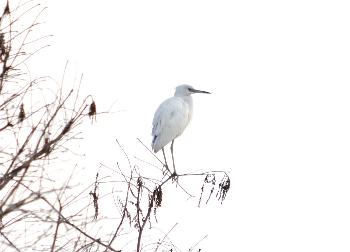 Little Blue Heron - ML408225001