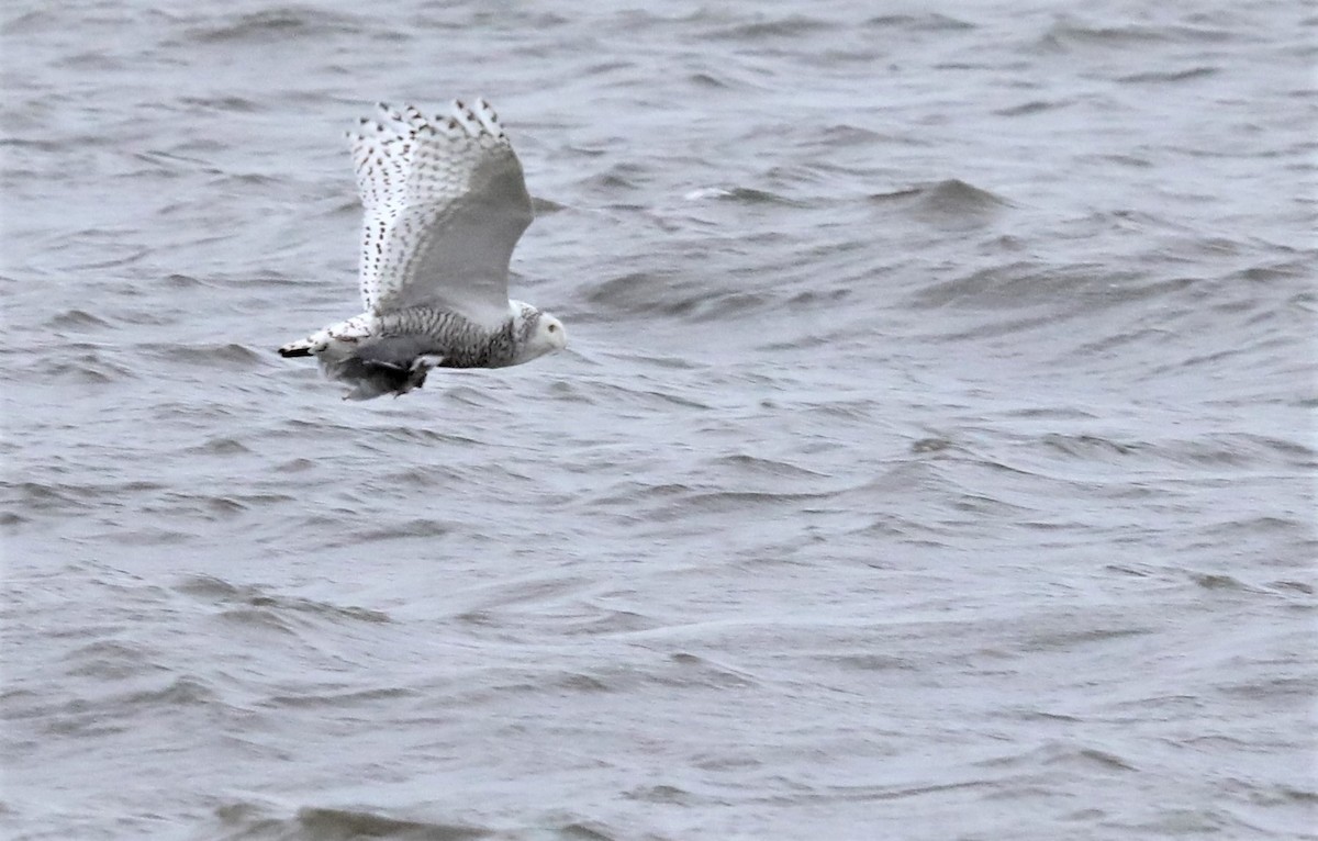 Snowy Owl - ML408226321