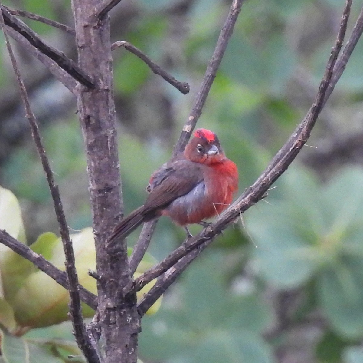 Red-crested Finch - Débora  Alvarez