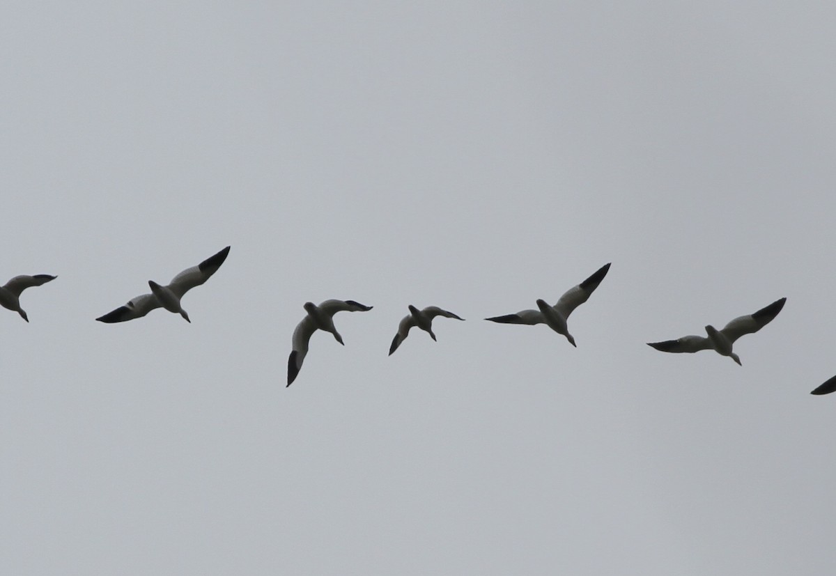 Ross's Goose - ML408227081