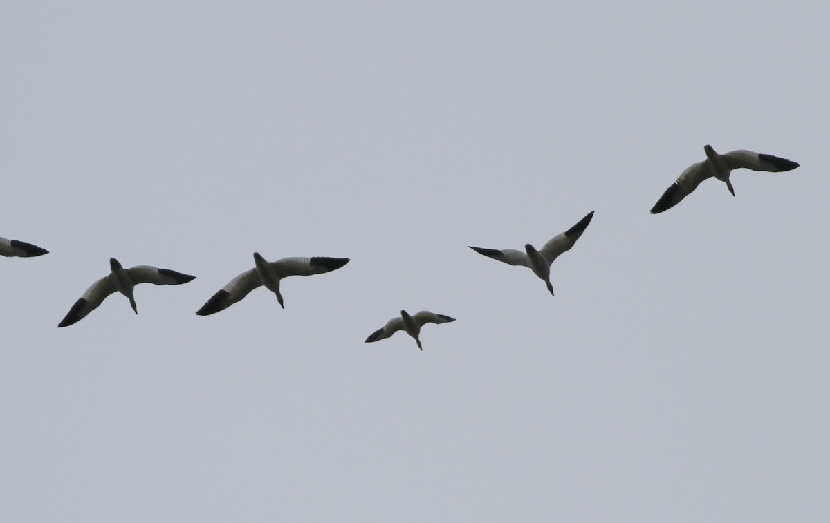 Ross's Goose - ML408227091