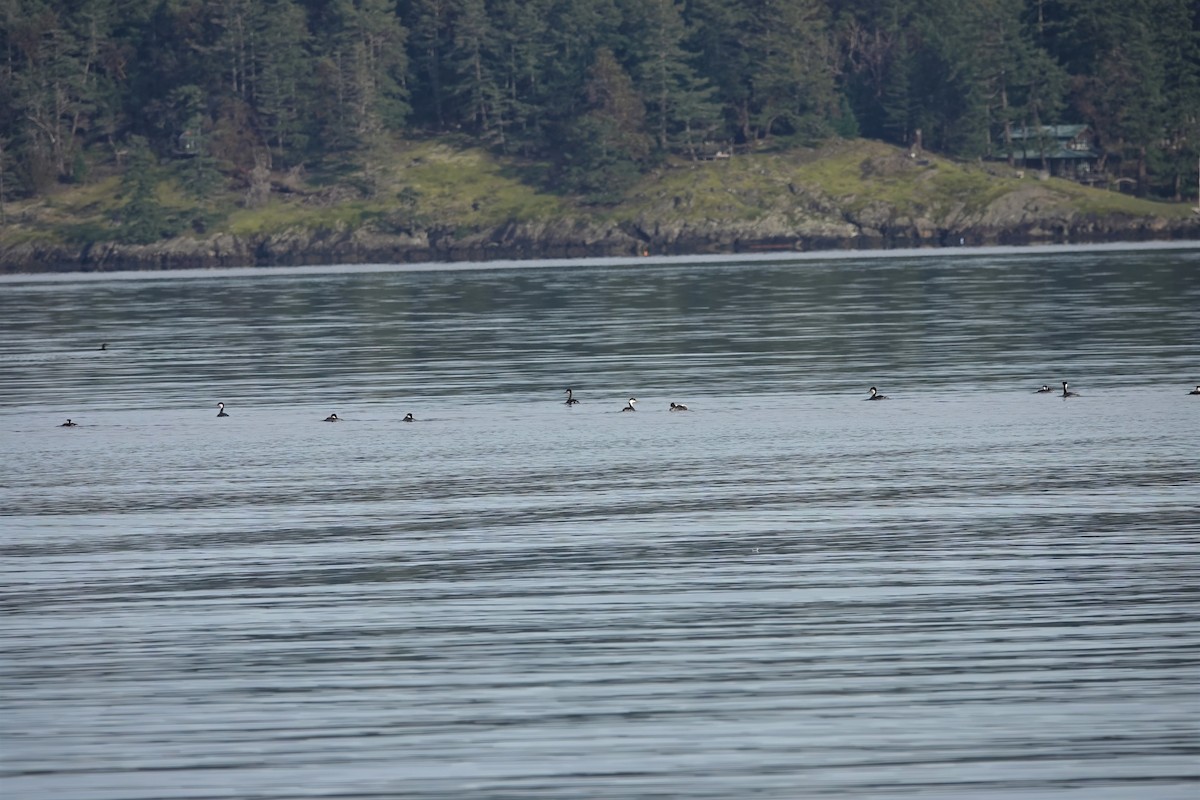 potápka západní - ML408227901