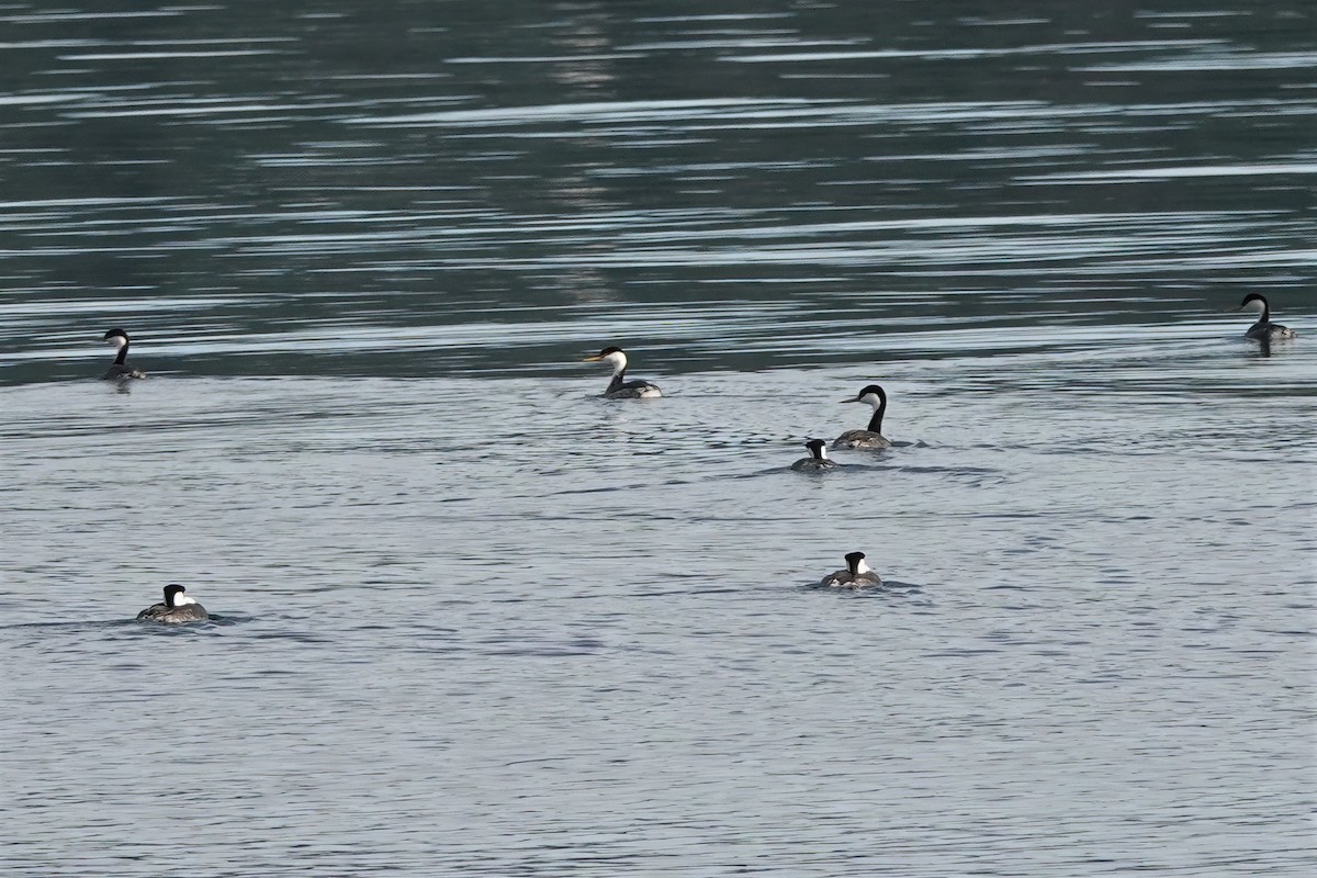 potápka západní - ML408227971