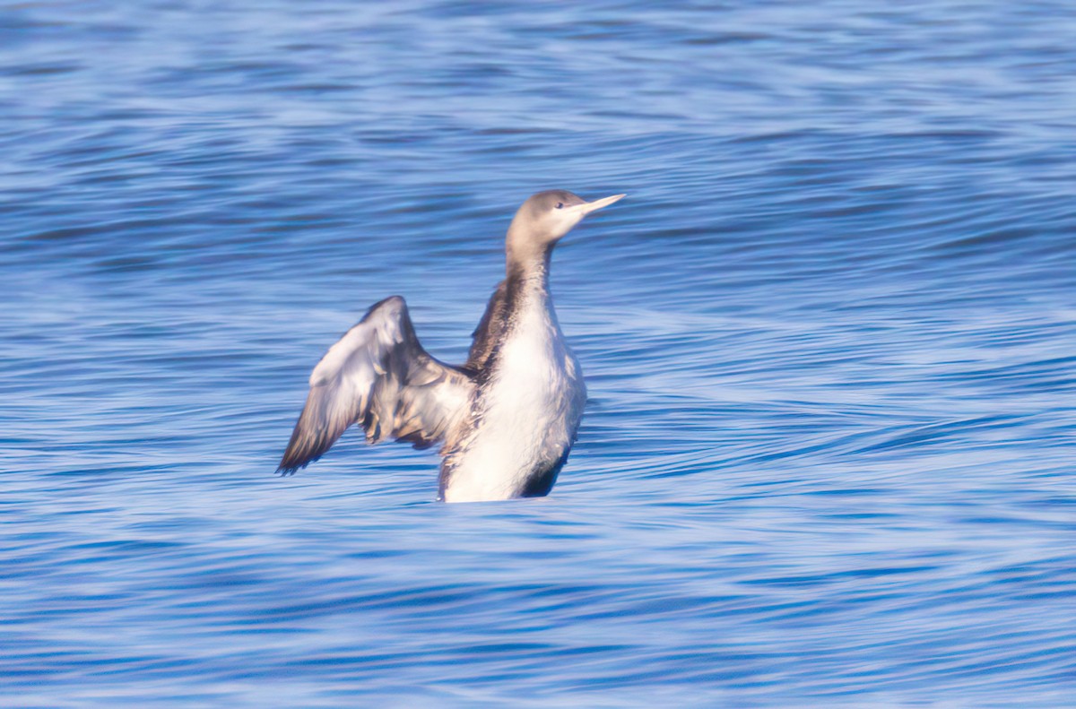 Red-throated Loon - ML408228491