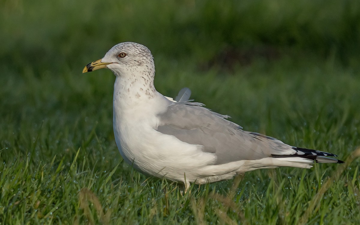 Ring-billed Gull - ML408229101