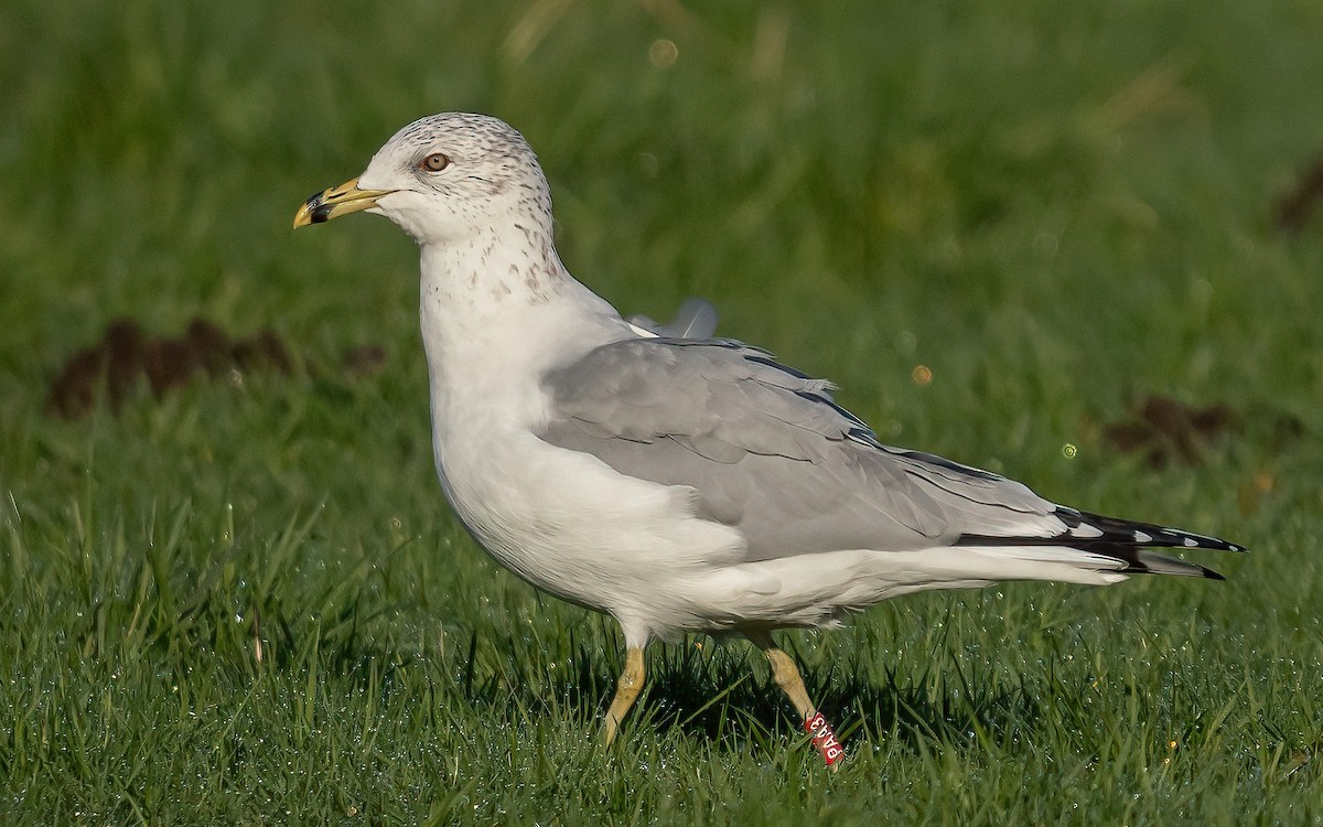 Ring-billed Gull - ML408229181