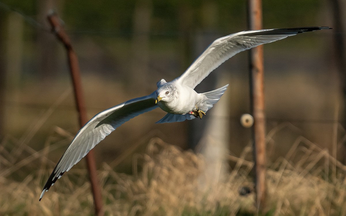 Ring-billed Gull - ML408229281