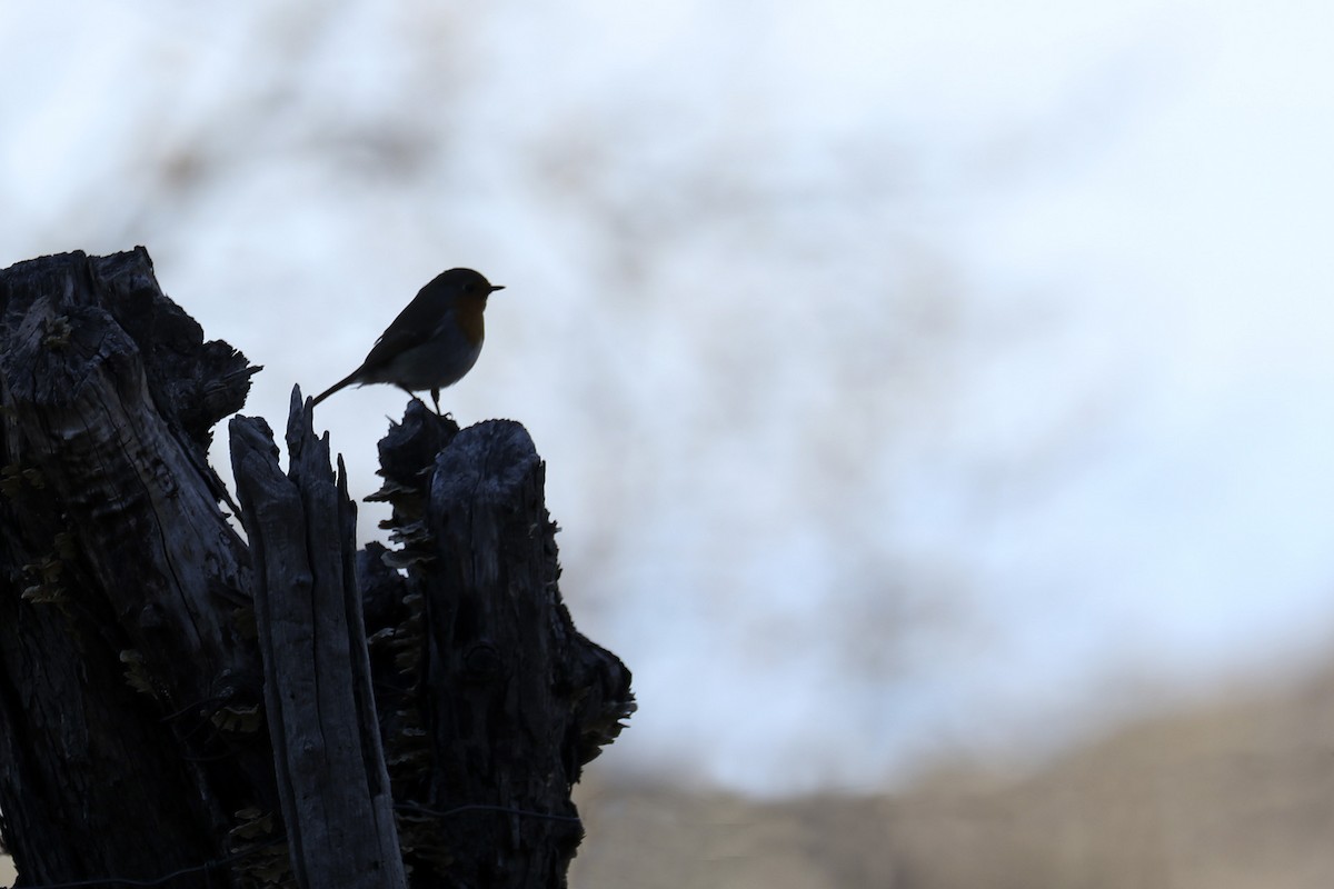 European Robin - Francisco Barroqueiro