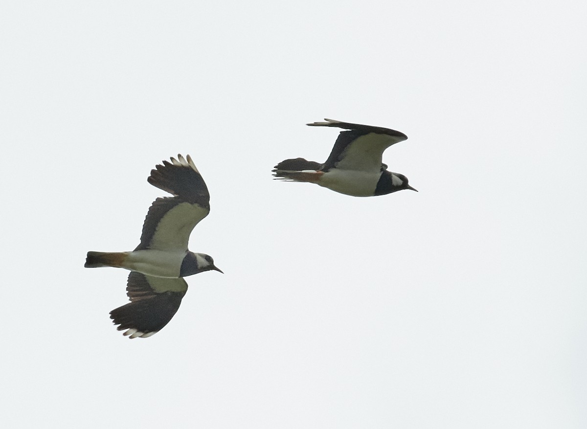 Northern Lapwing - Brooke Miller