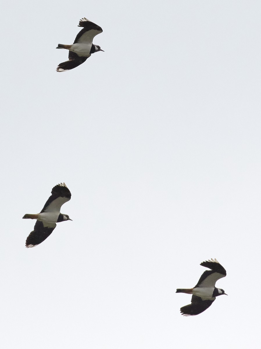 Northern Lapwing - ML40823181