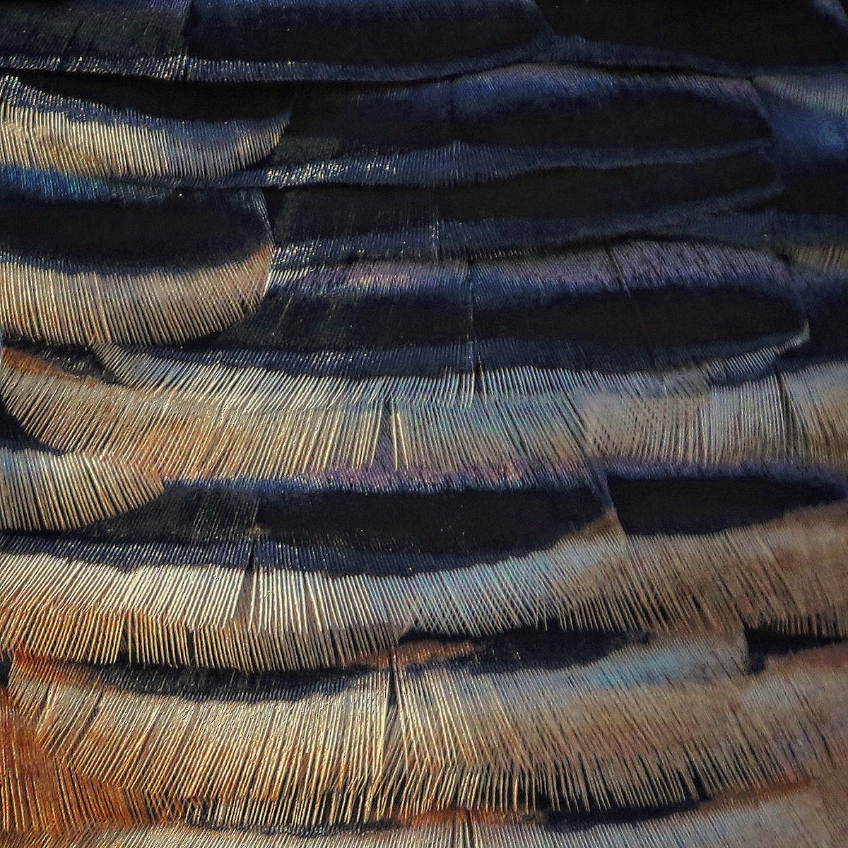 Wild Turkey - ML408231851