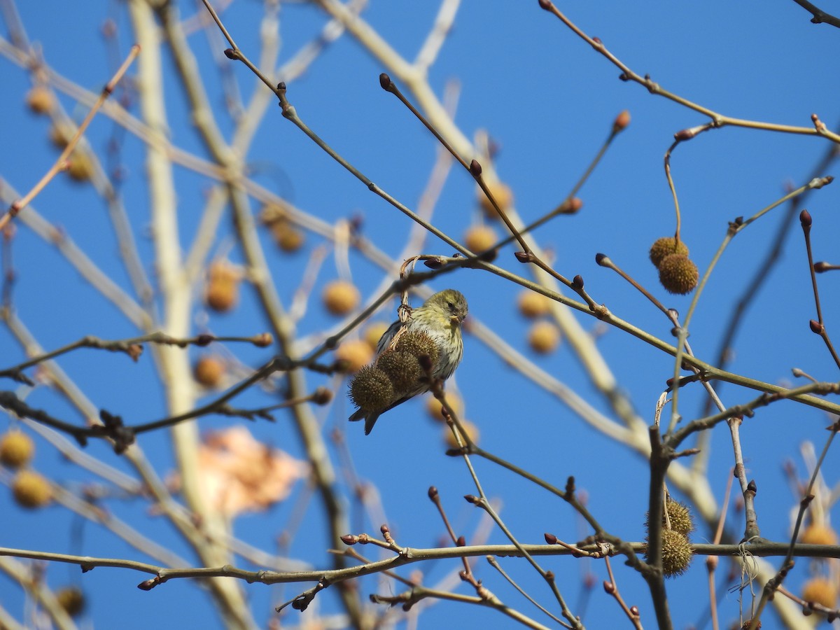 Eurasian Siskin - ML408231911