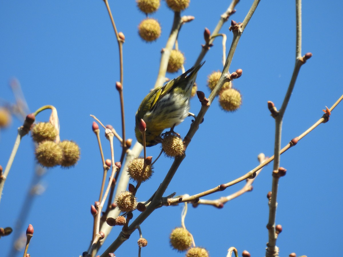 Eurasian Siskin - Mauricio Zanoletti