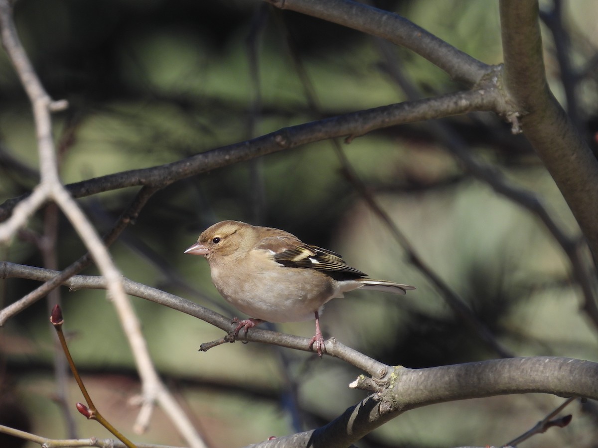 Common Chaffinch - Mauricio Zanoletti