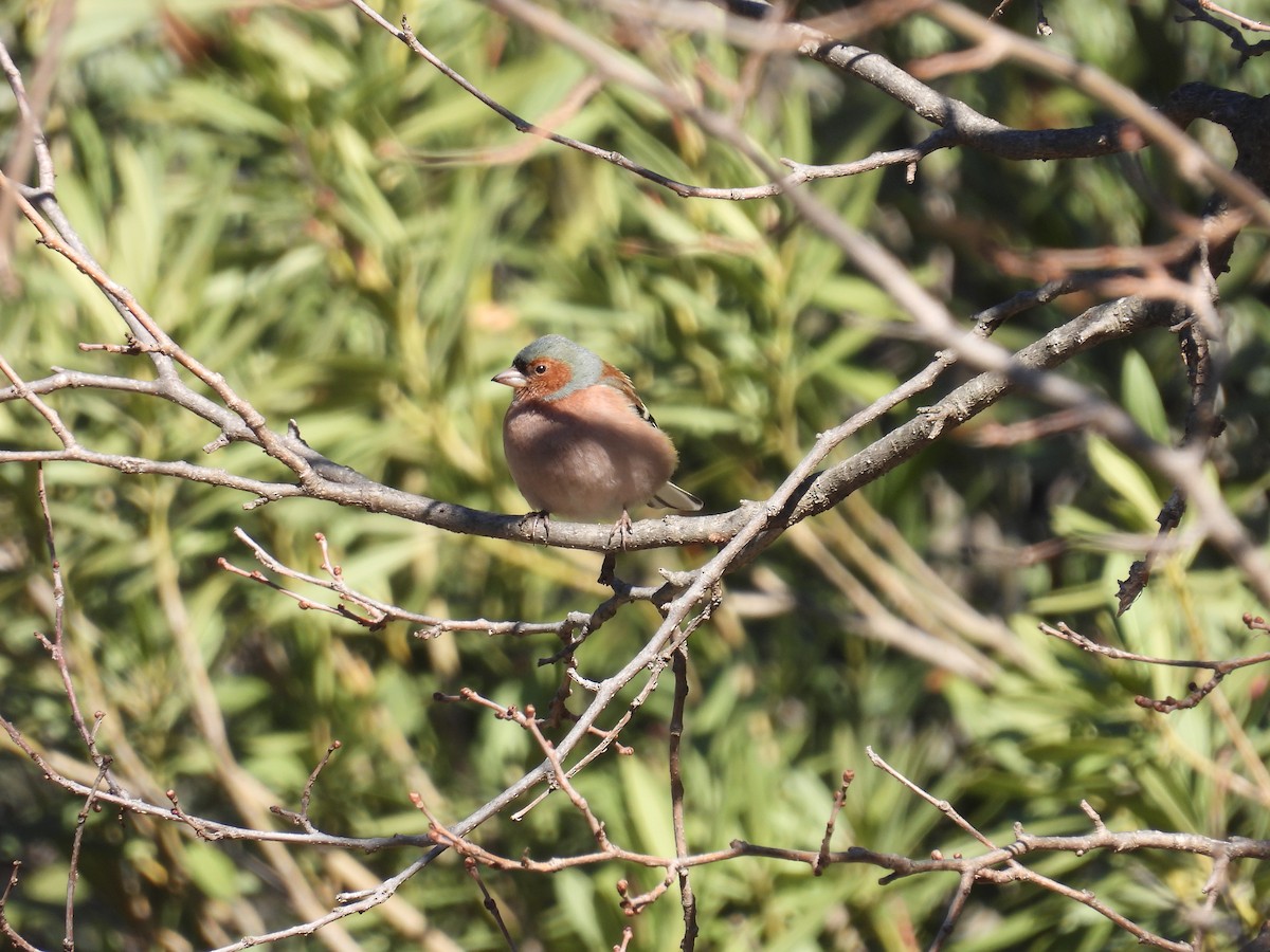 Common Chaffinch - ML408232301