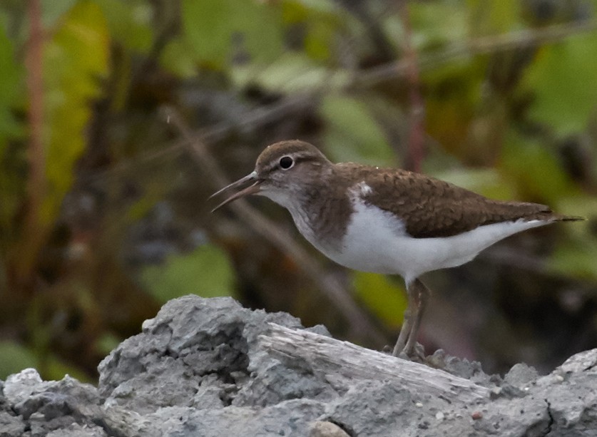 Common Sandpiper - ML40823231