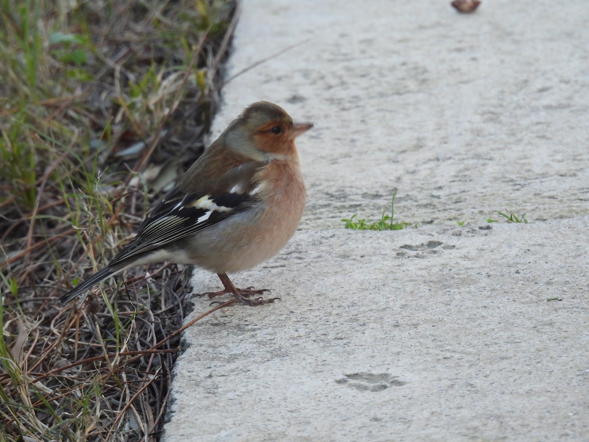 Common Chaffinch - Mauricio Zanoletti