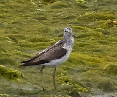 Common Greenshank - ML40823251