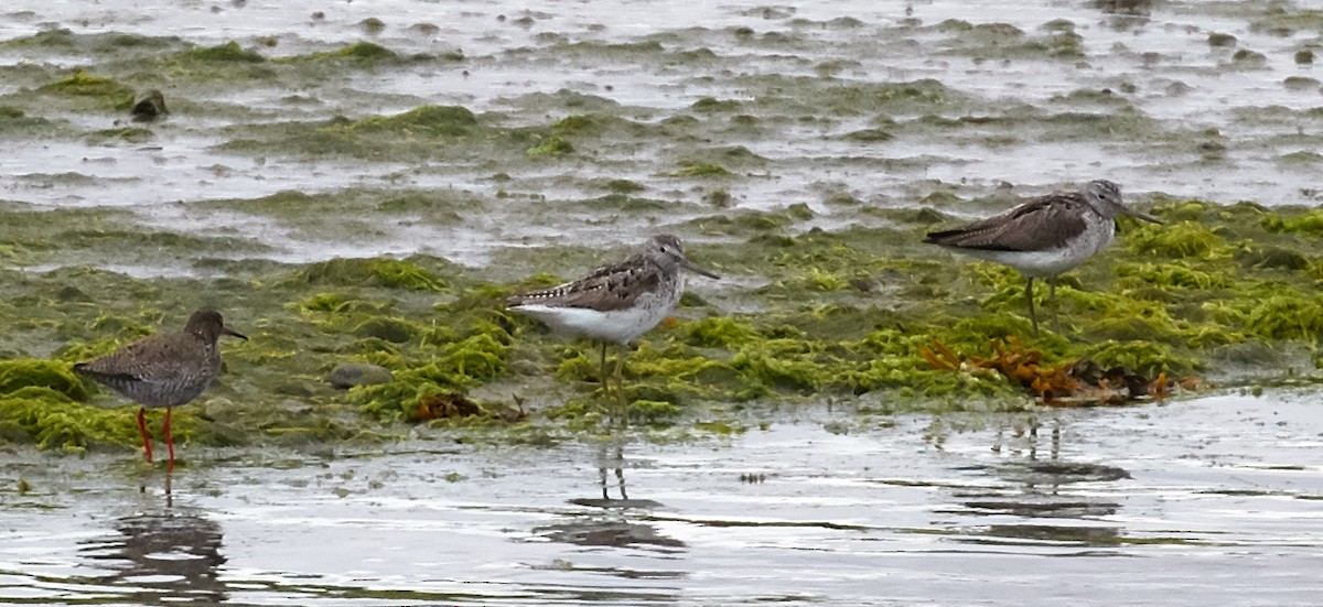 Common Greenshank - ML40823271